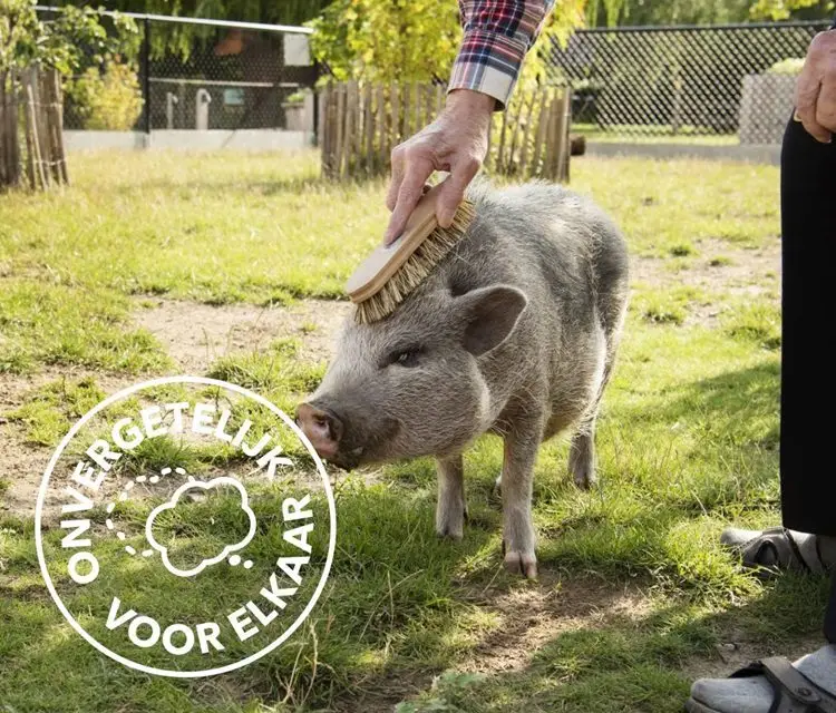 Iemand gebruikt een borstel om een klein varkentje dat in het gras staat te verzorgen. Linksonder in de afbeelding staat een wit, rond logo met de Nederlandse woorden ‘ONVERGETELIJK VOOR ELKAAR’.
